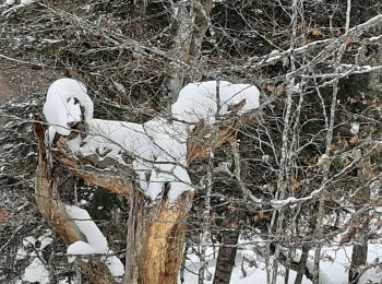 Tocht Sneeuwschoenen Azet - st Lary voiture puis col d'Aspin en raquettes - Photo