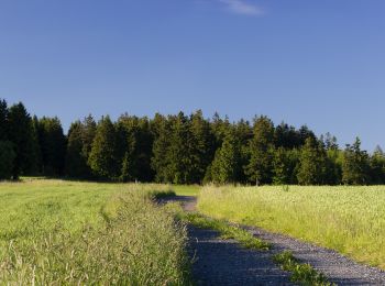 Percorso A piedi Bad Steben - Hirschhügel-Weg US 32 - Photo