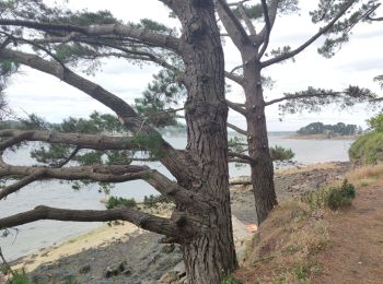 Excursión Senderismo Île-aux-Moines - L'île aux Moines - Photo