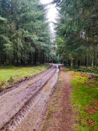 Trail Walking Lierneux - Promenade vers la fagne de la Crépale  - Photo