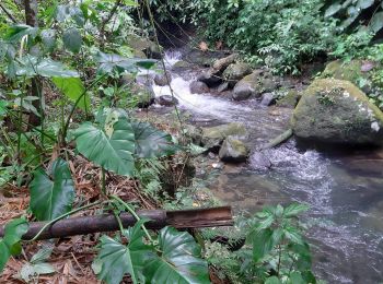 Randonnée Marche Vieux-Habitants - vallée et cascade Beaugendre - Photo