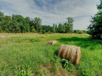 Percorso A piedi Hasselt - Grenspad W700 groen - Photo