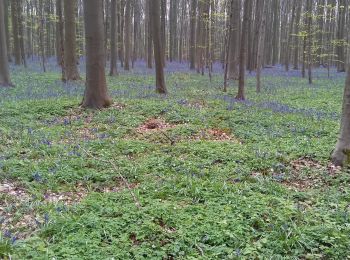 Percorso A piedi Braine-le-Château - 1 : Promenade de la seigneurie Deschamps - Photo