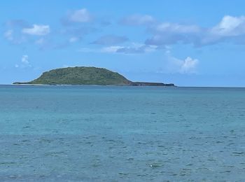 Percorso A piedi Sainte-Rose - Littoral de Sainte Rose - Photo