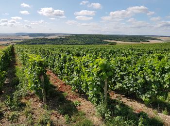 Randonnée Marche Montgueux - Mongueux: Boucle en Champagne - Photo