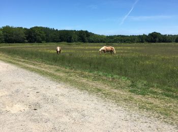 Tocht Stappen Rivière-Saas-et-Gourby - Rivière Saas et GOURBY 2 - Photo