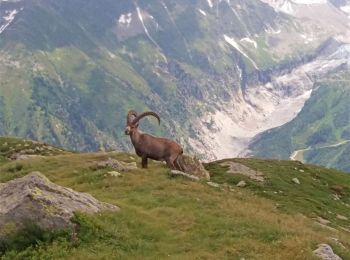 Excursión Senderismo Vallorcine - MASSIF DES AIGUILLES ROUGES: LE LAC BLANC DEPUIS LE COL DES MONTETS - Photo