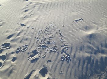 Tocht Te voet Borkum - Deich- und Salzwiesenweg - Photo