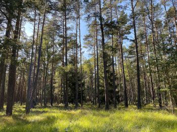 Tour Zu Fuß Südheide - Südheide 'Wo die Wölfe ihre Fährten ziehen' W9k (kurze Tour) - Photo