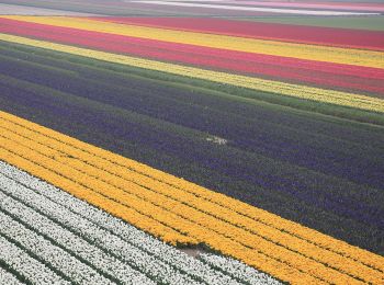 Excursión A pie Schagen - Sint Maartenszee paars 5,5 km - Photo