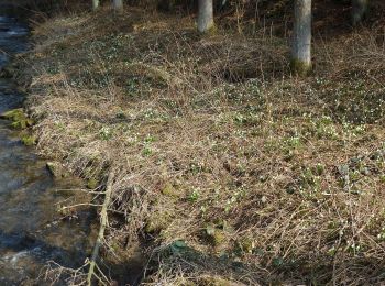 Excursión A pie Stolpen - Märzenbecher-Rundweg Heeselicht - Photo