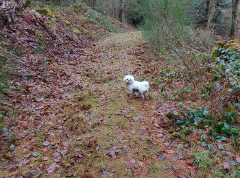 Randonnée Marche Fouday -  Fouday. Chemin de follie. - Photo