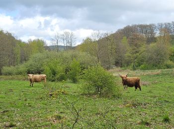 Randonnée Marche Malmedy - Malmedy - Baugnez - Photo