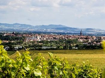 Randonnée Marche Riom - Riom_Vignes_Ronchalon - Photo