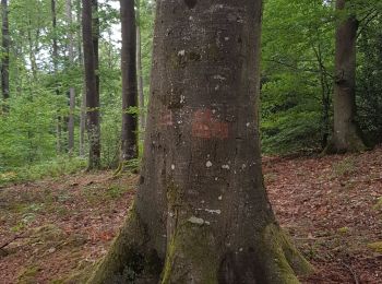 Trail Walking Bézu-la-Forêt - bézu la forêt  - Photo