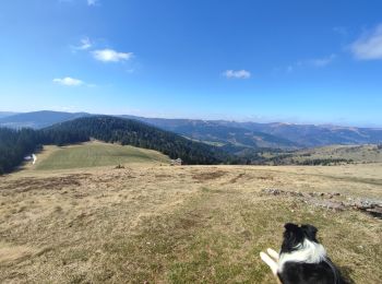 Trail Walking Wasserbourg - wasserbourg - le sommet du petit ballon - Photo