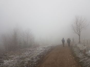 Excursión Marcha nórdica Saint-Nizier-du-Moucherotte - St Nizier Plateau Charvet 8 Km - Photo