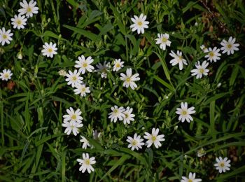 Trail On foot Conques-en-Rouergue - TerraTrail 7 - Photo