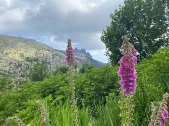 Randonnée Marche Cozzano - Usciulu a Sinaï - Photo