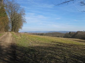 Excursión A pie Baunach - Baunach Sembergrunde - Photo