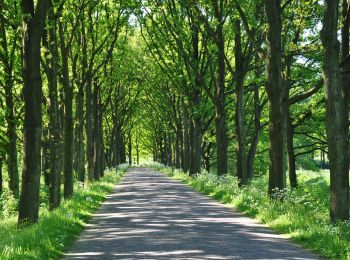 Tour Zu Fuß Renkum - Nederrijnsepad - Photo