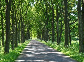 Randonnée A pied Renkum - Nederrijnsepad - Photo