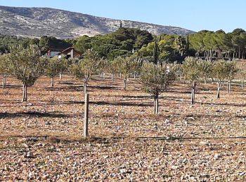 Trail Walking Espira-de-l'Agly - espira montpins - Photo