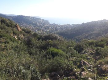 Tour Wandern Le Lavandou - tracer au 2 normes du Lavandou - Photo