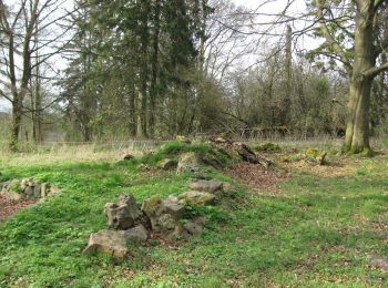 Tour Zu Fuß Habichtswald - Dörnberg D3 - Photo