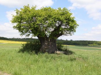 Trail On foot Bad Staffelstein - Nedensdorfer Runde - Photo