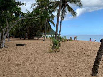 Randonnée Course à pied Deshaies - Grand anse - Photo