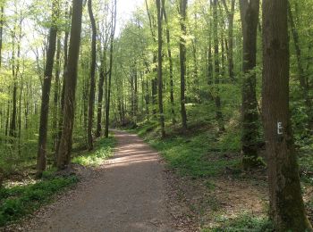 Randonnée A pied Inconnu - Schauenburg, S13 - Photo