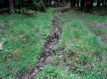 Tocht Te voet Meschede - Wanderweg Hirschberg-Freienohl - Photo