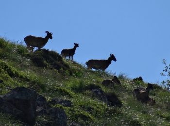 Trail Walking Picherande - Geneste_Fontaine_Salee_2 - Photo