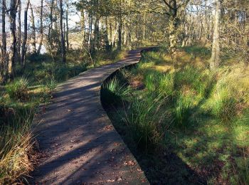 Tocht Stappen Pelt - Tweelandenpad Hageveen De Plateaux - Photo