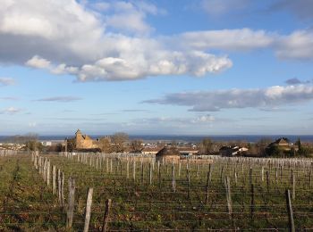 Excursión Senderismo Charnay-lès-Mâcon - Levigny Salornay - Photo