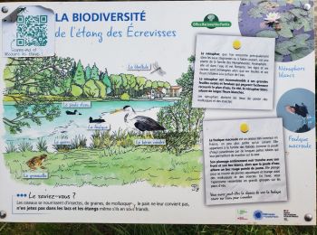 Percorso Marcia Vélizy-Villacoublay - Forêt Vélizy - Photo