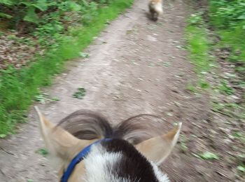 Randonnée Randonnée équestre Neupré - balade à cheval 9/6/19 - Photo