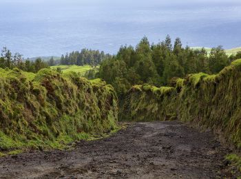 Tour Zu Fuß Santo António - PR4SMI Mata do Canário - Sete Cidades - Photo