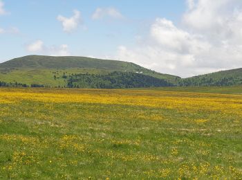 Excursión Senderismo Saint-Anthème - Col des Supeyres au départ du Coq noir - Photo