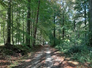 Tour Wandern Sint-Genesius-Rode - Rhode forêt de Soignes chiens admis - Photo