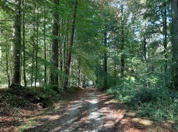 Randonnée Marche Rhode-Saint-Genèse - Rhode forêt de Soignes chiens admis  - Photo