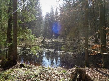 Trail On foot Giekau - Zum Hessenstein - Photo