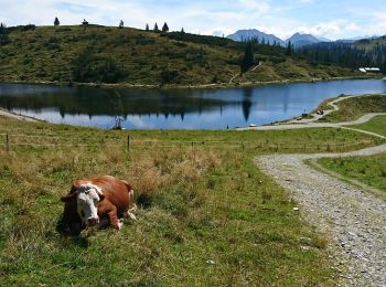 Tour Wandern Gemeinde Westendorf - Autriche 23.08.22 - Photo