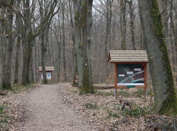 Tour Zu Fuß Geisenheim - Rundwanderweg Eber - Photo