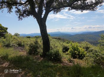 Excursión Senderismo Saint-Sébastien-d'Aigrefeuille - la vigne  - Photo