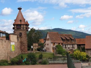 Randonnée Marche Châtenois - Le Hahnenberg et les balcons de Sélestat - Photo