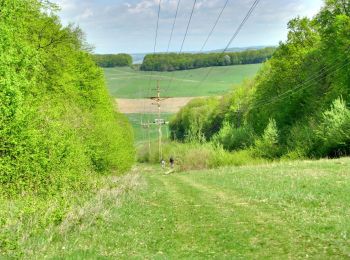 Trail On foot Sângeorgiu de Mureș - Dealul Nou - Vf. Terebici - drumul spre Poienița - Photo