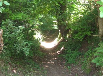 Tocht Te voet Heidenheim - Rundwanderweg 16 - Photo