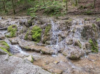 Tour Zu Fuß Weißenohe - Weißenoher Gelbringweg - Photo